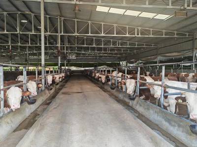 川東北最大蛋雞園投苗，助力畜禽產業沖刺“雙過半”——羅靖調研閬中農業經濟新增長點